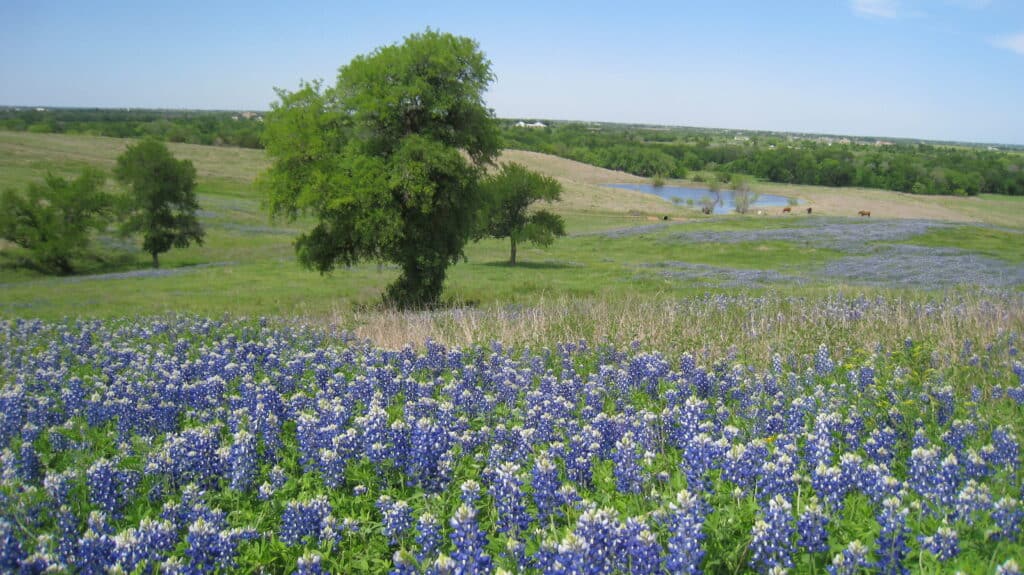The photo depicts bright blue flowers in the foreground with a green pasture in the background. The pasture has several green trees, cows and a small pond of water.